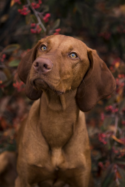 Magyar Vizsla im Herbst, Magdeburg
